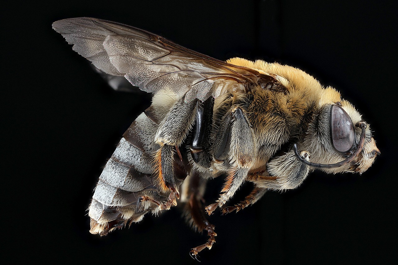 何故か蜂が寄ってくる その原因と蜂を寄せ付けない対策を紹介 蜂 ハチ 駆除 蜂駆除 蜂の巣駆除に365日対応 全国どこでも 害虫の生活救急車