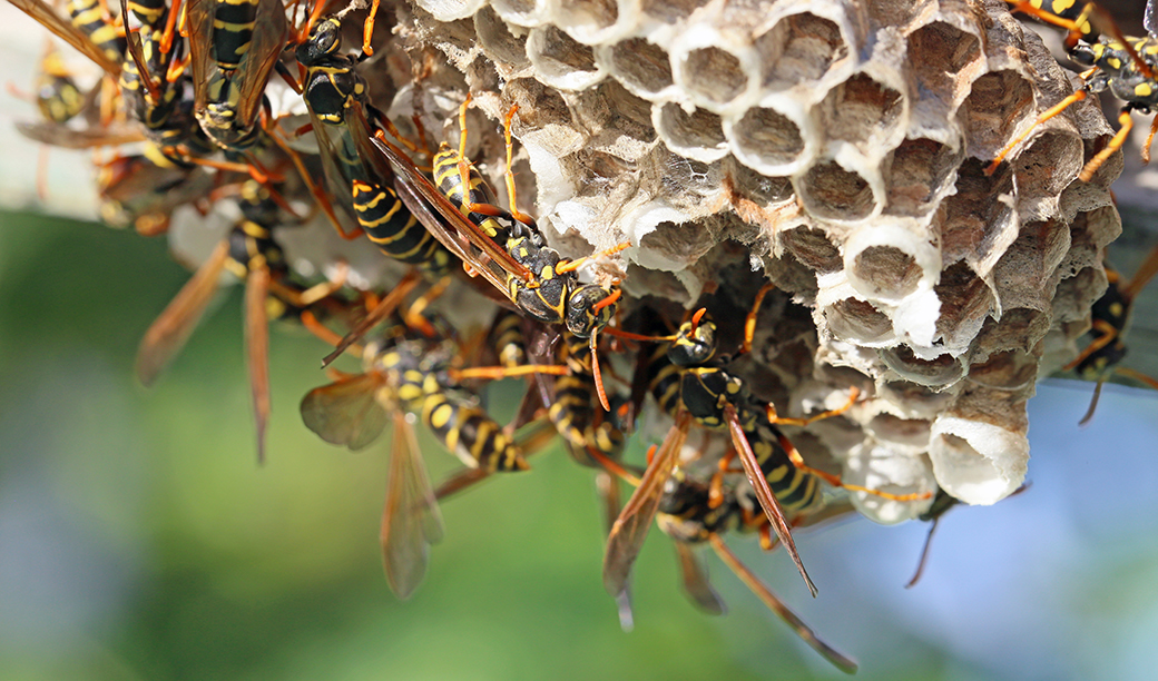危険性の高いハチに備える ハチの種類と見分け方 蜂 ハチ 駆除 蜂駆除 蜂の巣駆除に365日対応 全国どこでも 害虫の生活救急車
