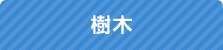 樹木