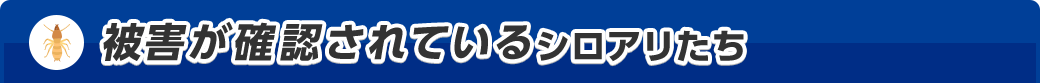 被害が確認されているシロアリたち