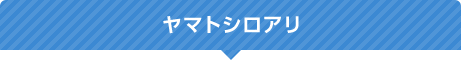 ヤマトシロアリ