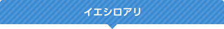 イエシロアリ