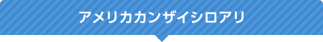 アメリカカンザイシロアリ